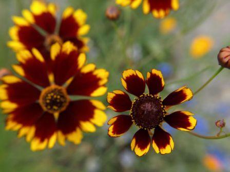 Coreopsis Plains Coreopsis tinctoria